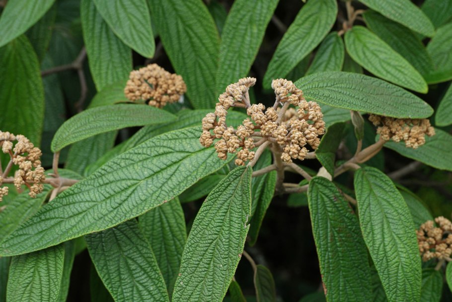 Калина морщинистая Viburnum