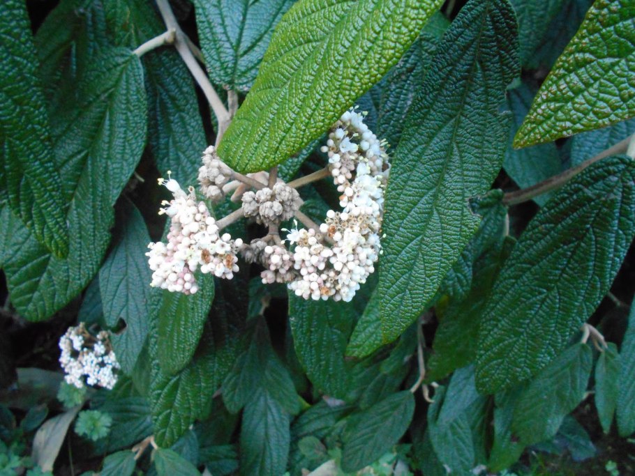Viburnum rhytidophyllum