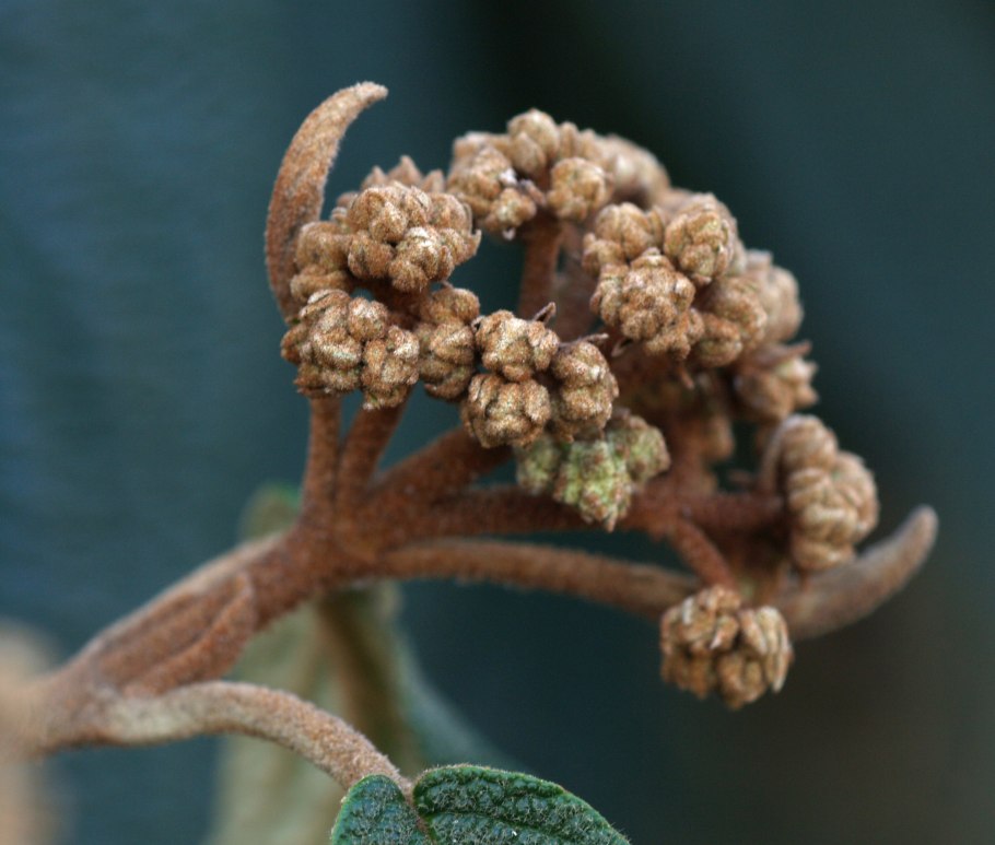 Viburnum rhytidophyllum
