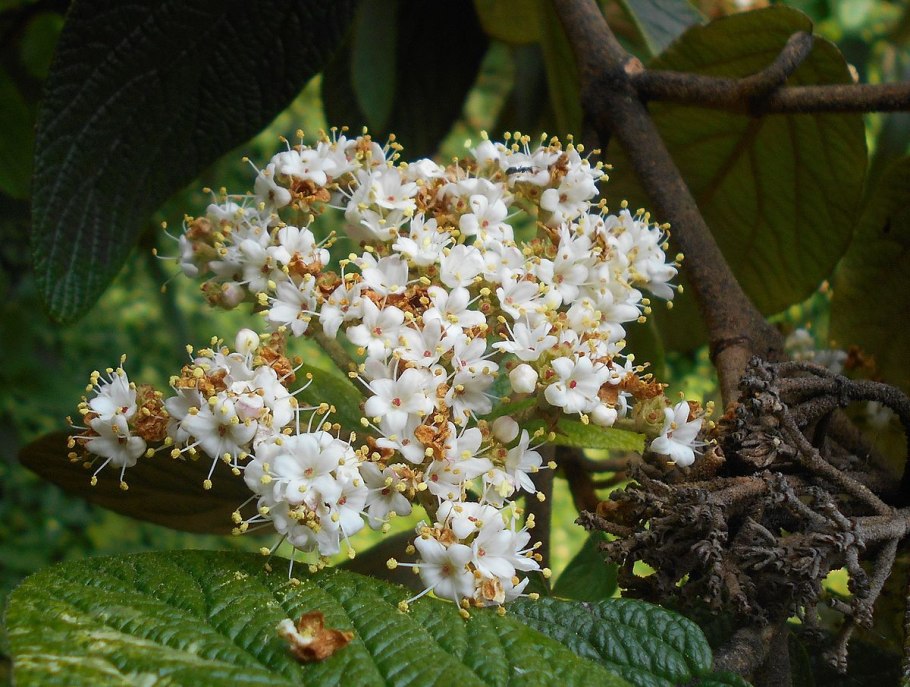Viburnum wrightii