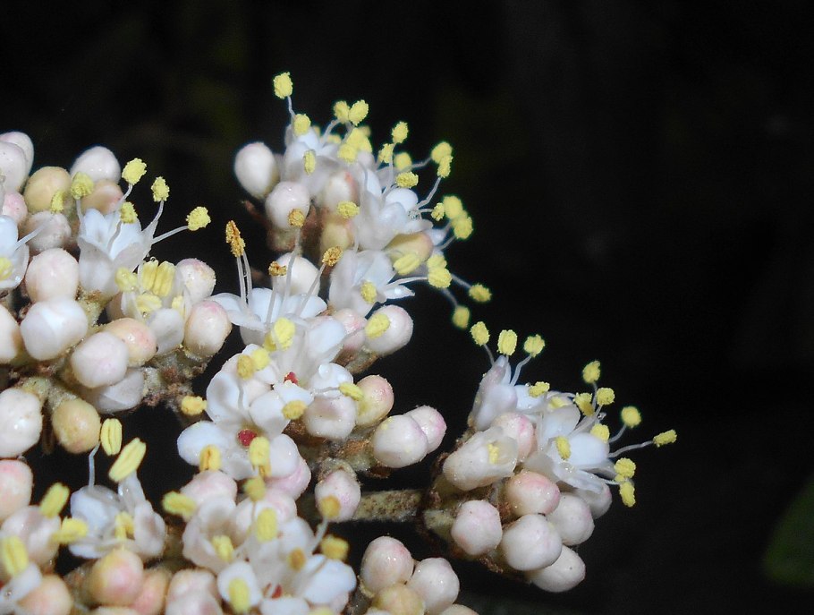 Eriogonum umbellatum
