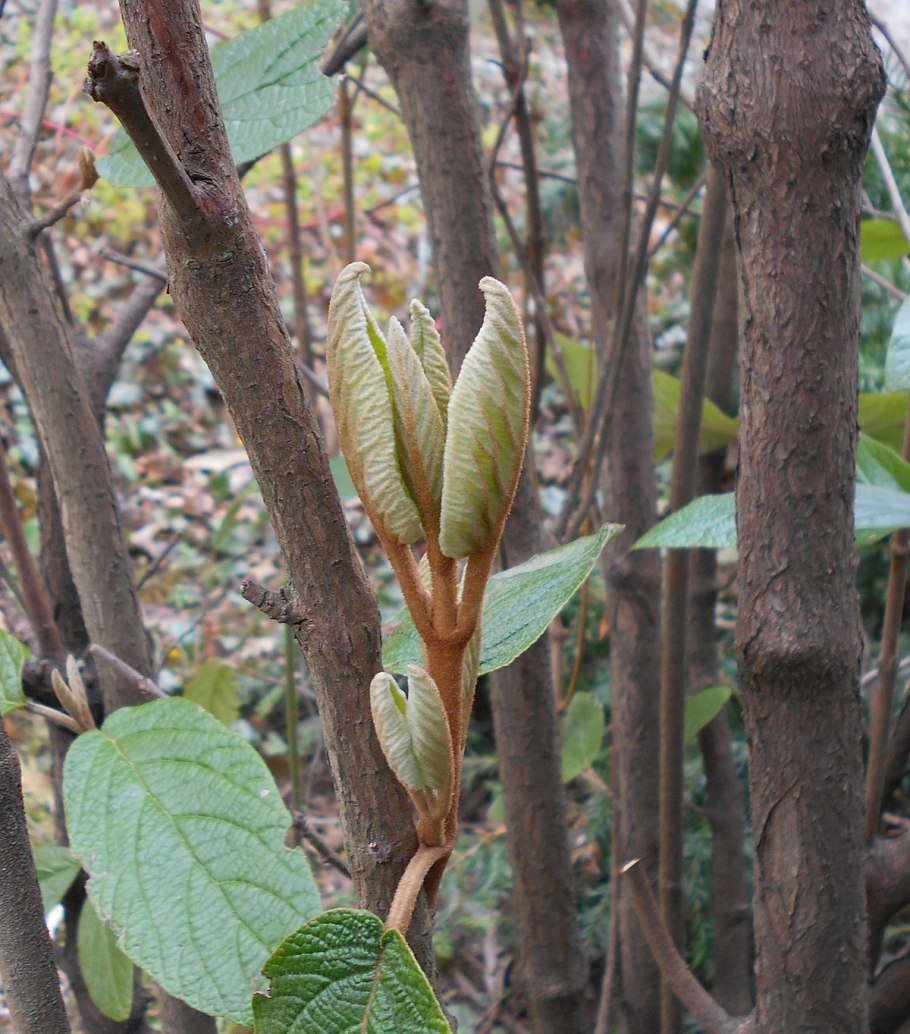 Pterocarya fraxinifolia