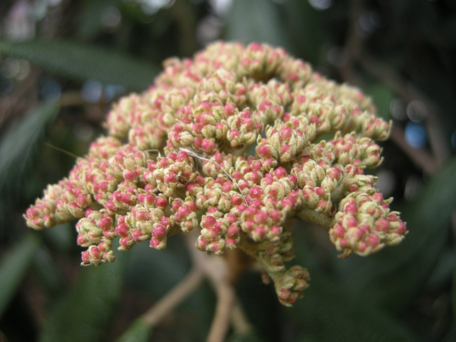 Viburnum rhytidophyllum Hemsl.