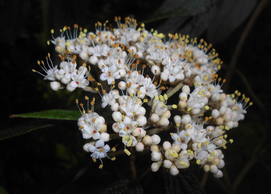 Viburnum sargentii