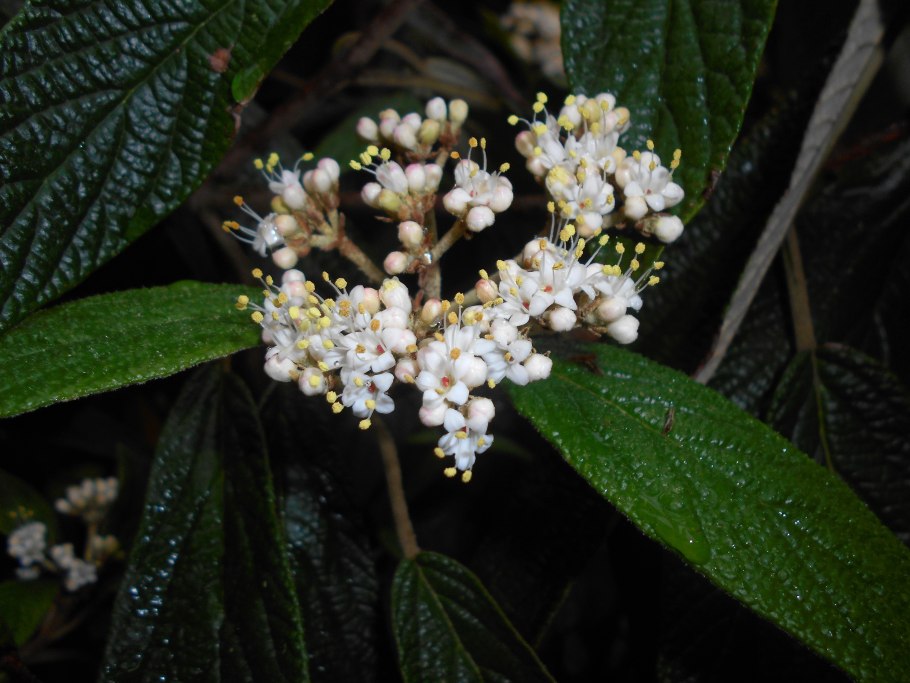 Viburnum de Inge