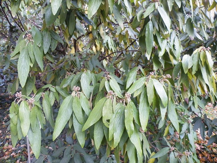 Десмодиум стираксолистный