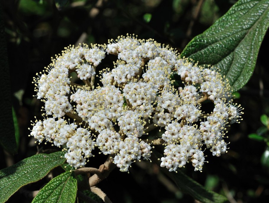 Viburnum rhytidophyllum