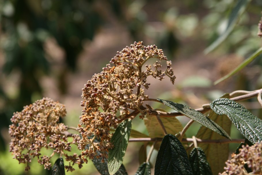 Viburnum rhytidophyllum