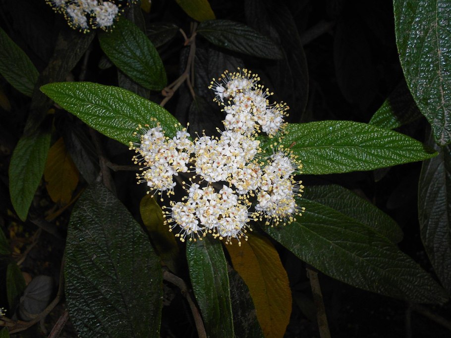 Viburnum lantanoides
