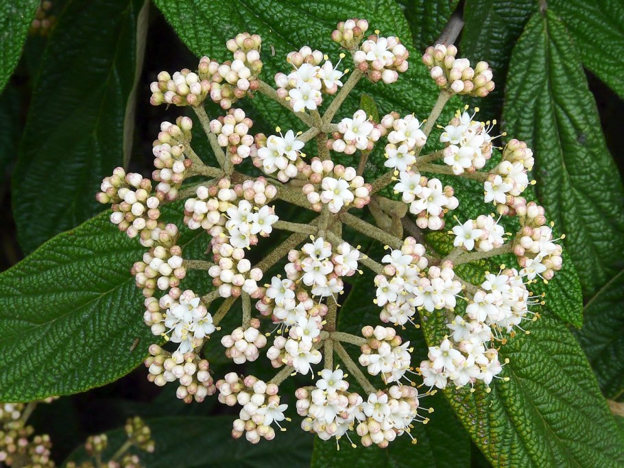 Калина гордовина viburnum lantana