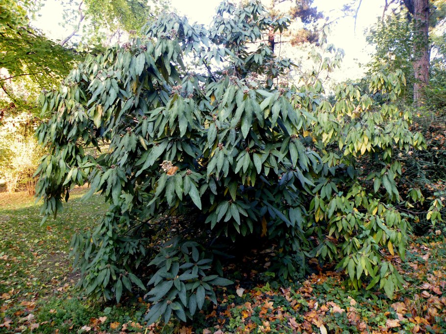 Rhytidophyllum tomentosum