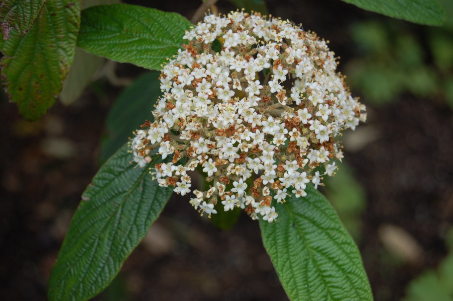 Viburnum 'pragense'
