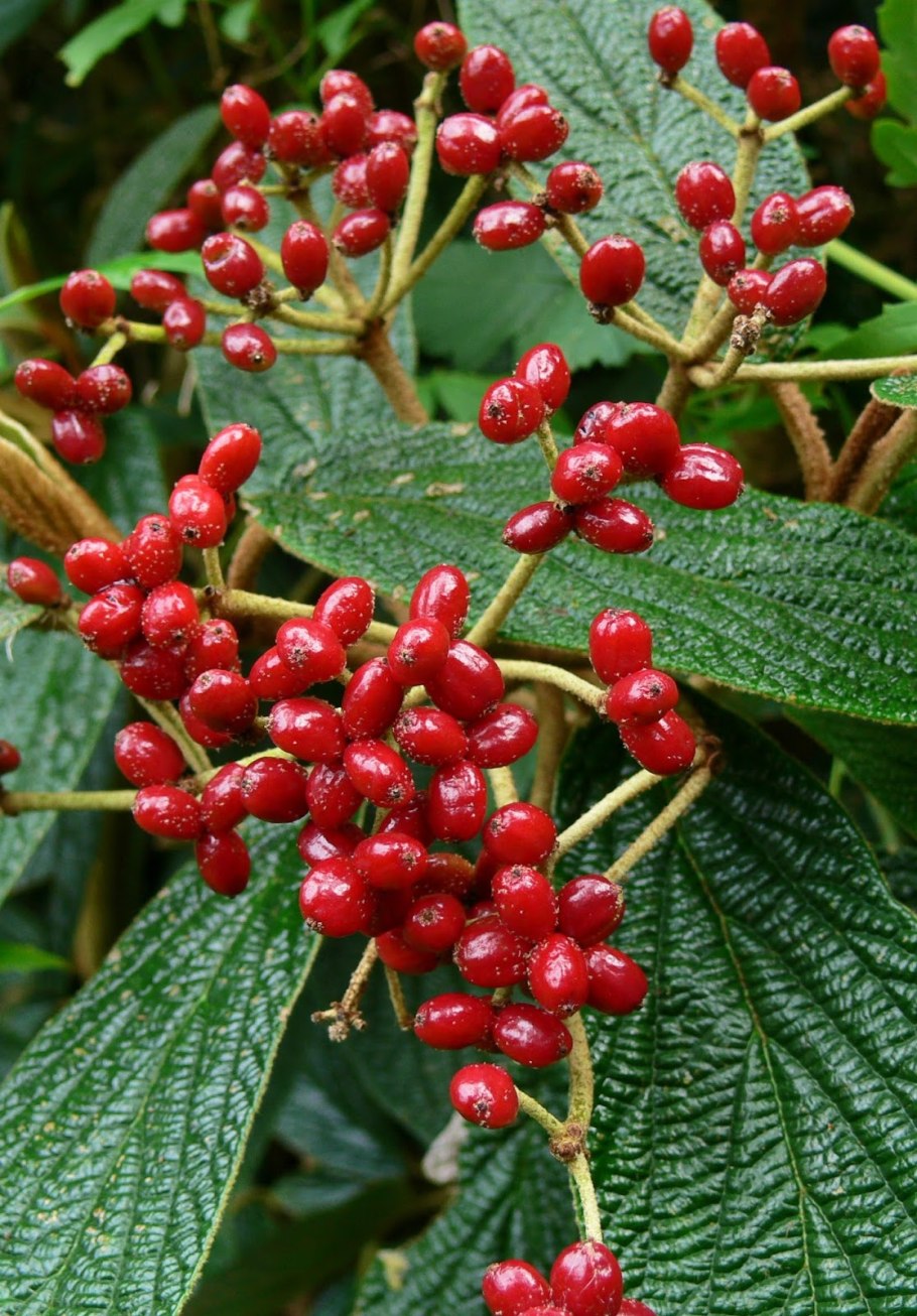 Калина морщинистая viburnum