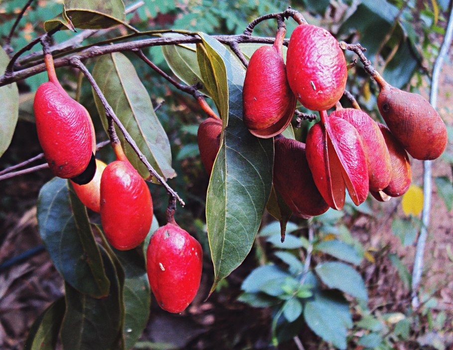 Коннаровые