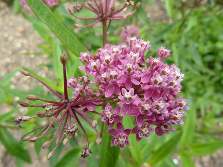 Glycyrrhiza glabra Licorice