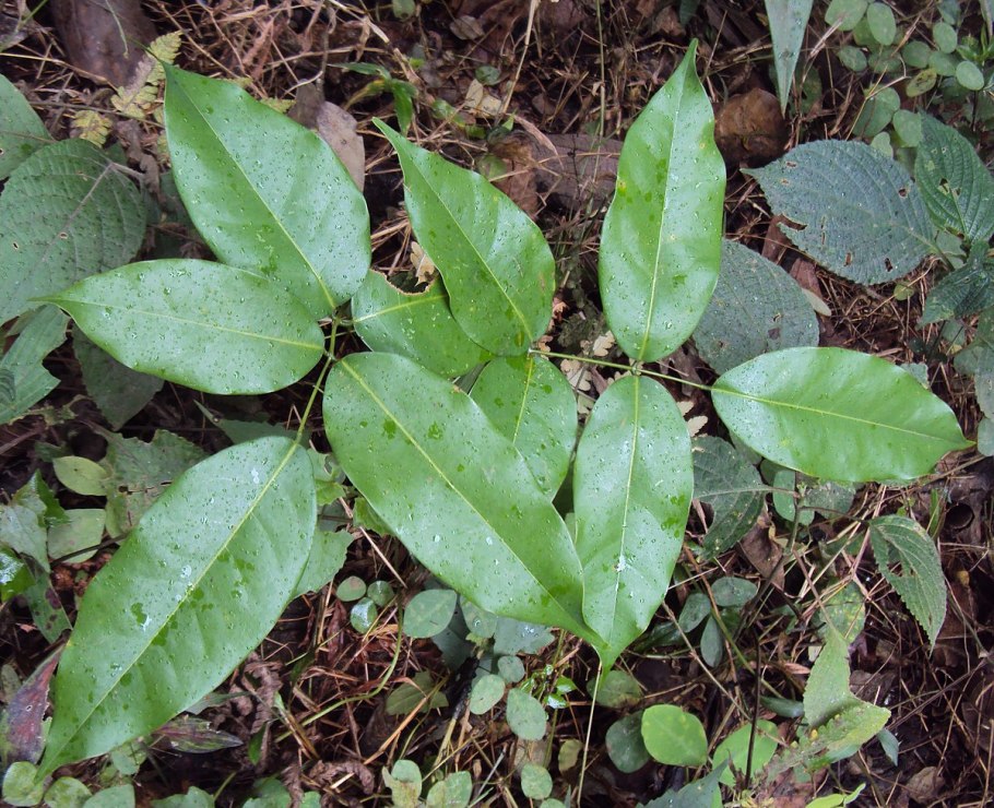 Protea cynaroides - протея артишоковая