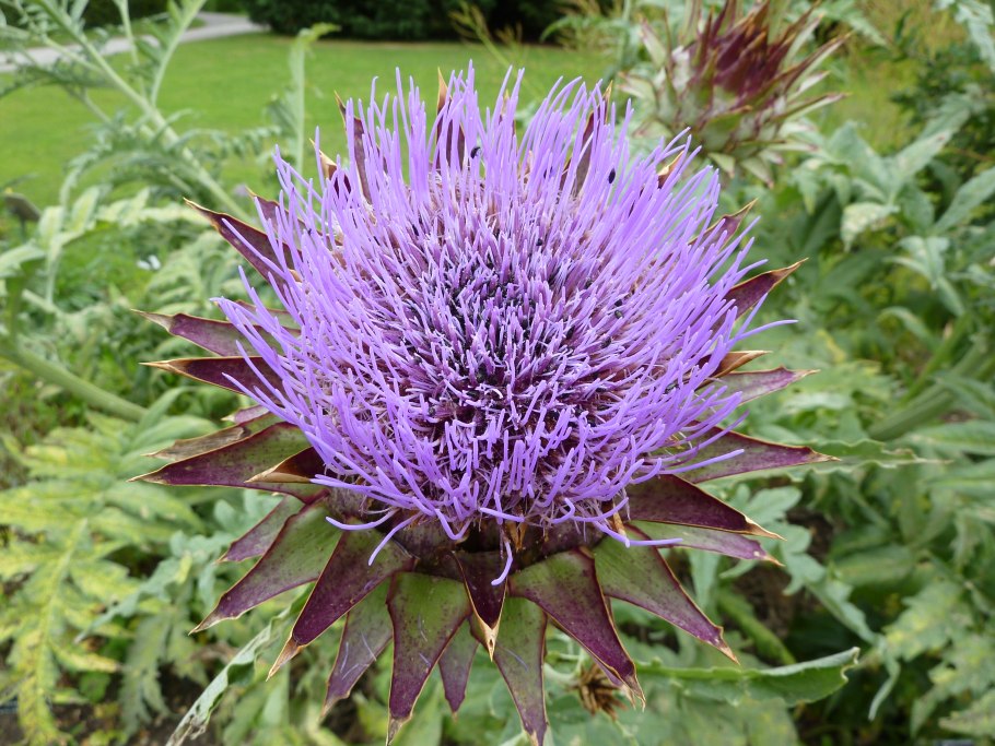 Шалфей блестящий