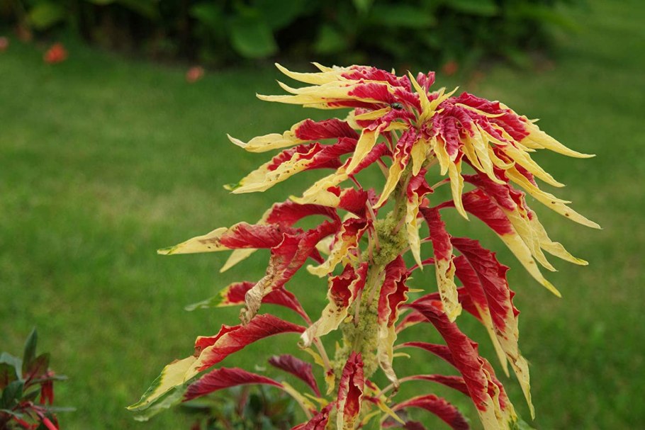 Pueraria phaseoloides