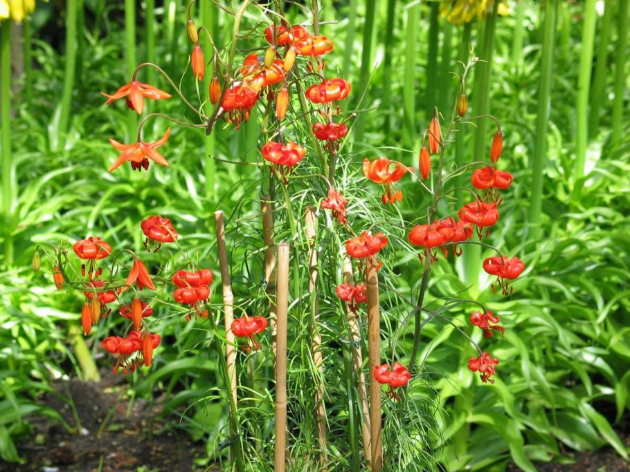 Лилиум Пумилум