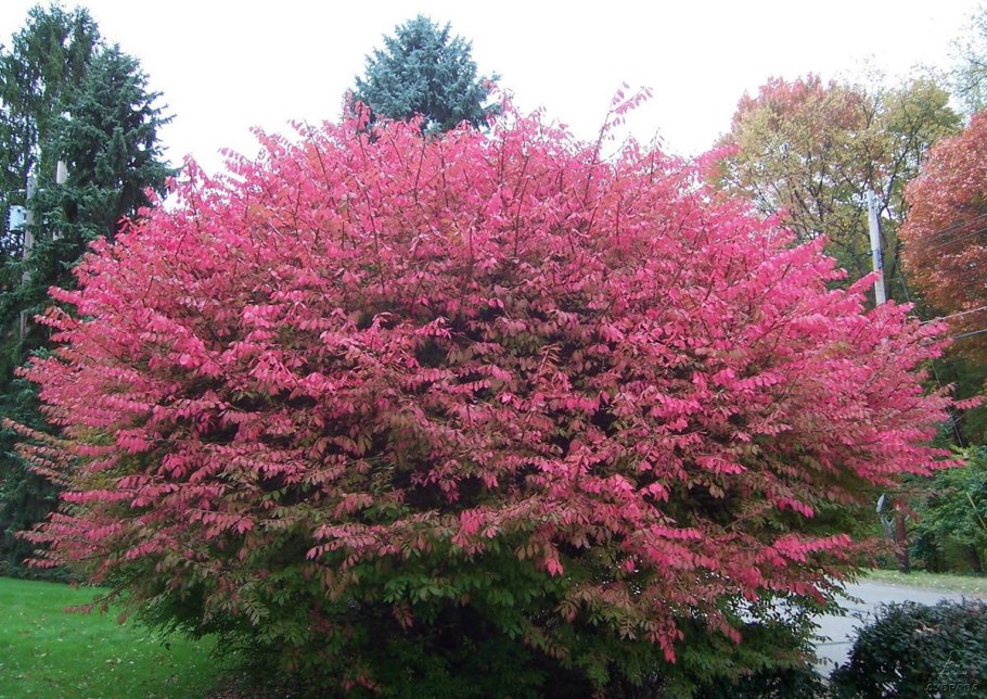 Бересклет крылатый ствол