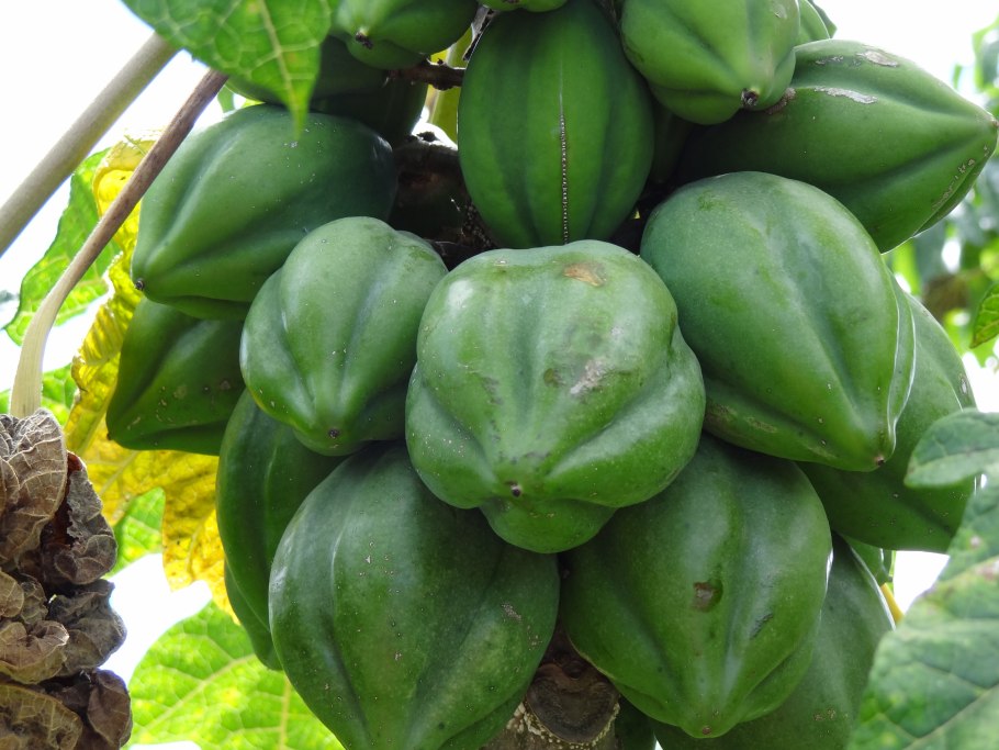 Карика дуболистная