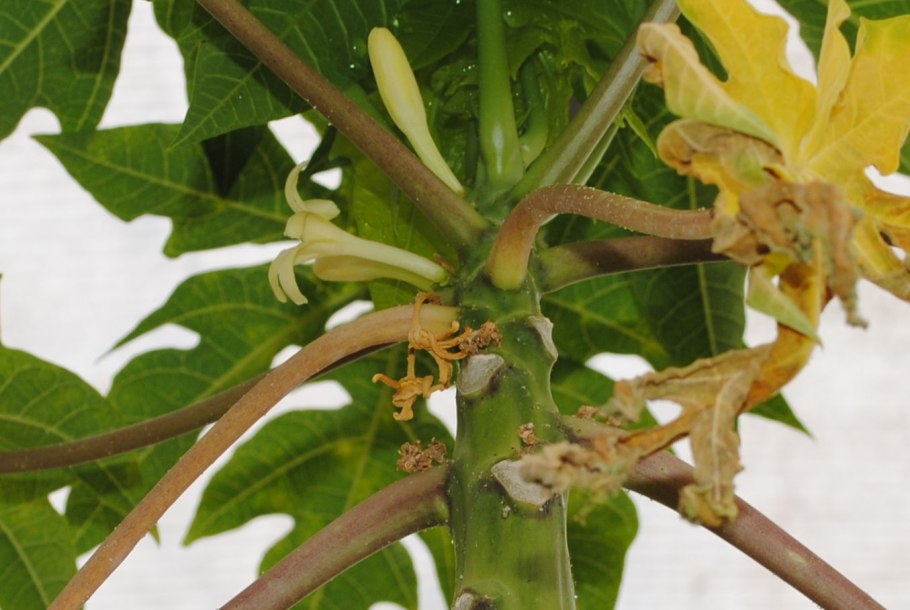 Молодило заячья капуста