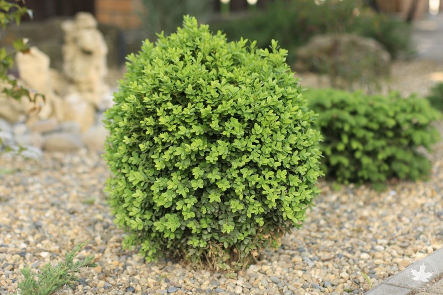 Самшит мелколистный Buxus