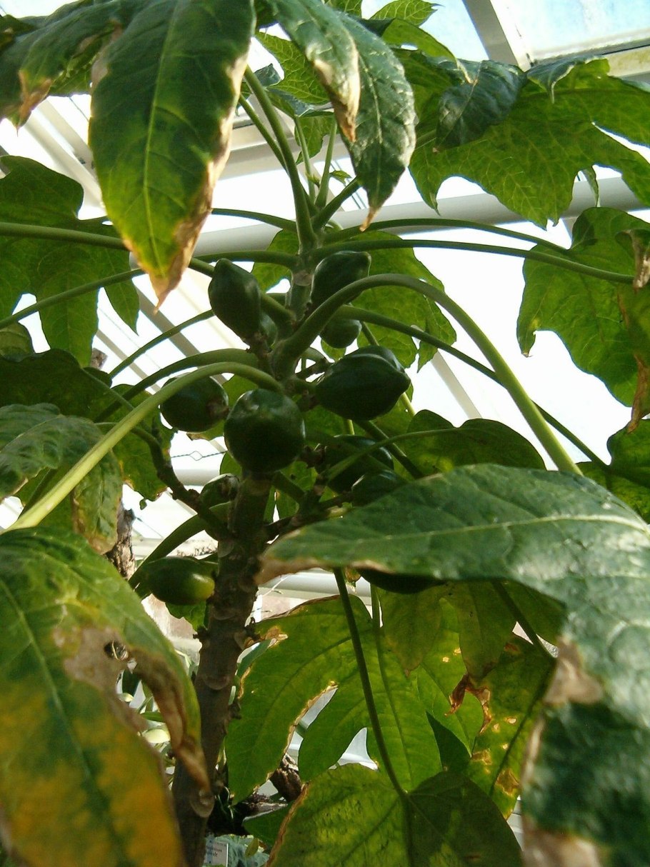 Фломис Иерусалимский шалфей Phlomis fruticosa