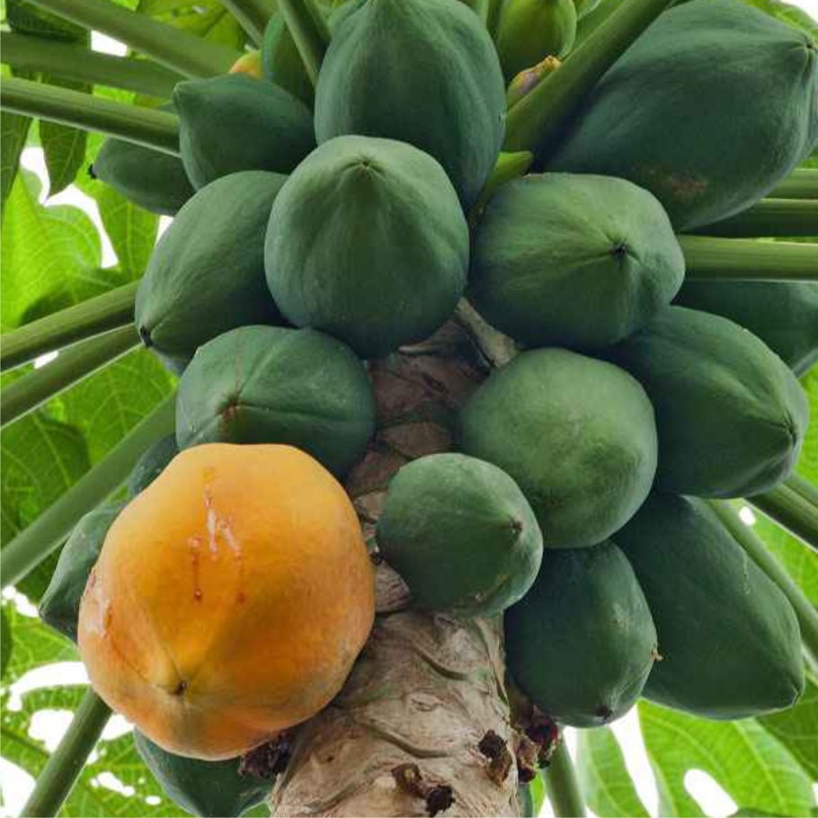 Carica pubescens - Карика (папайя) опушенная