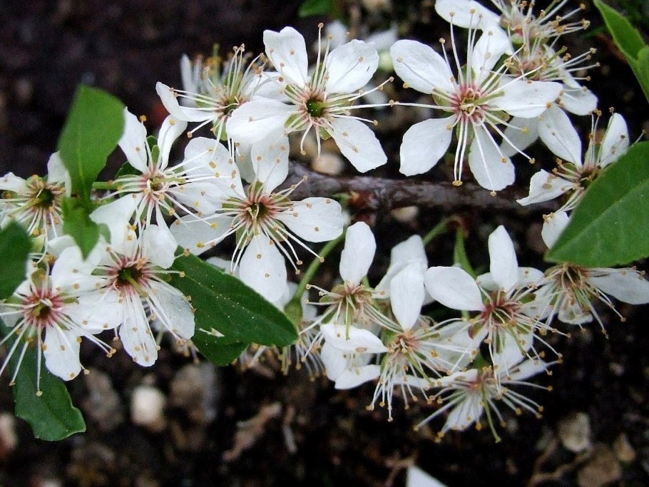 Prunus pumila var. Depressa