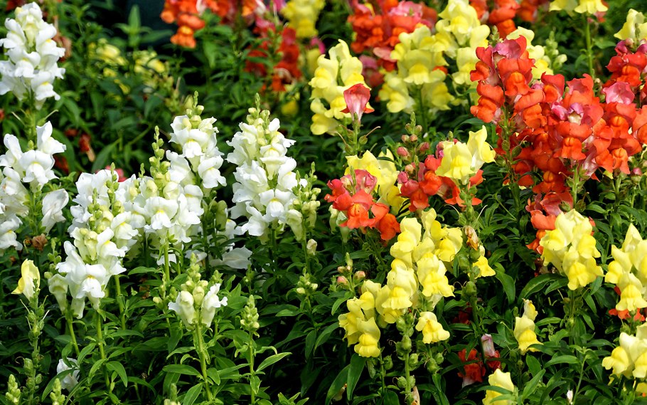 Корневая у папайи