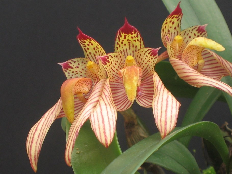 Bulbophyllum pingtungensis