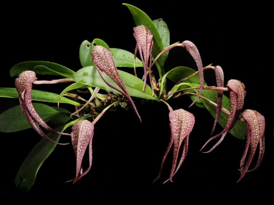 Bulbophyllum Venum