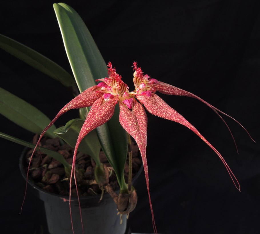 Bulbophyllum corolliferum