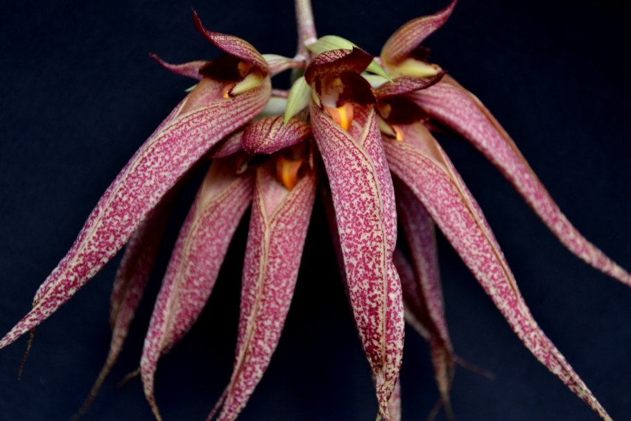 Bulbophyllum nymphopolitanum