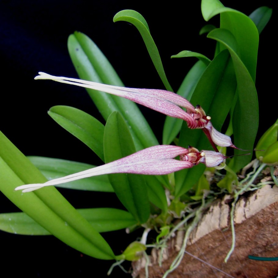 Bulbophyllum cruentum
