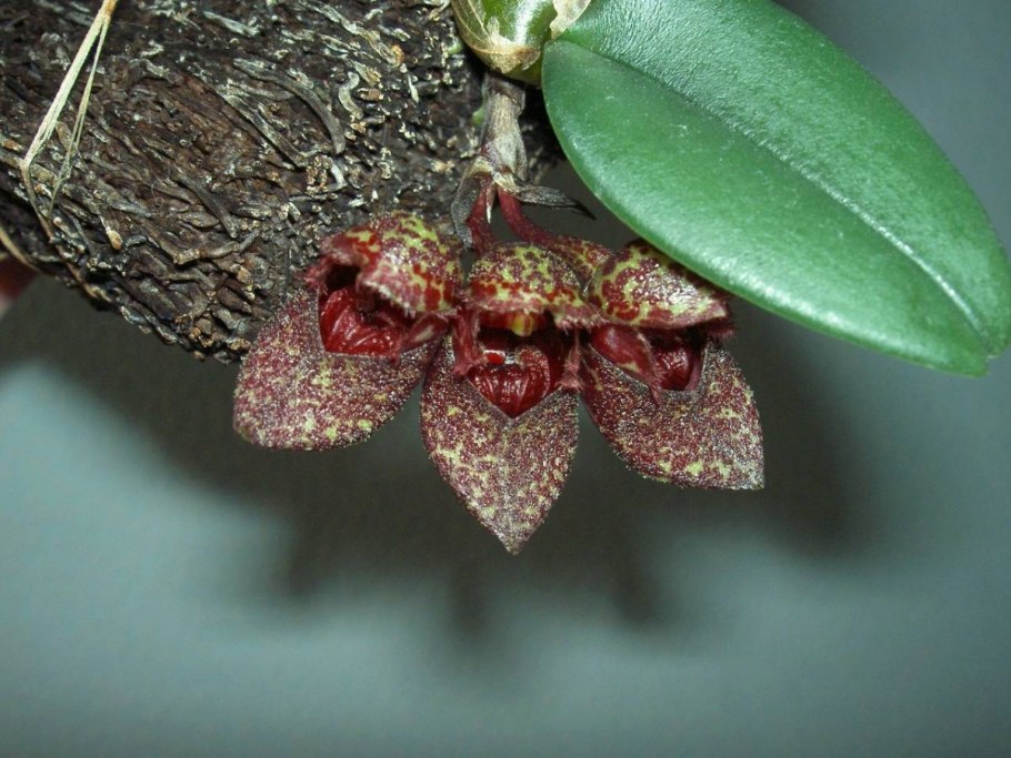Bulbophyllum rothschildianum