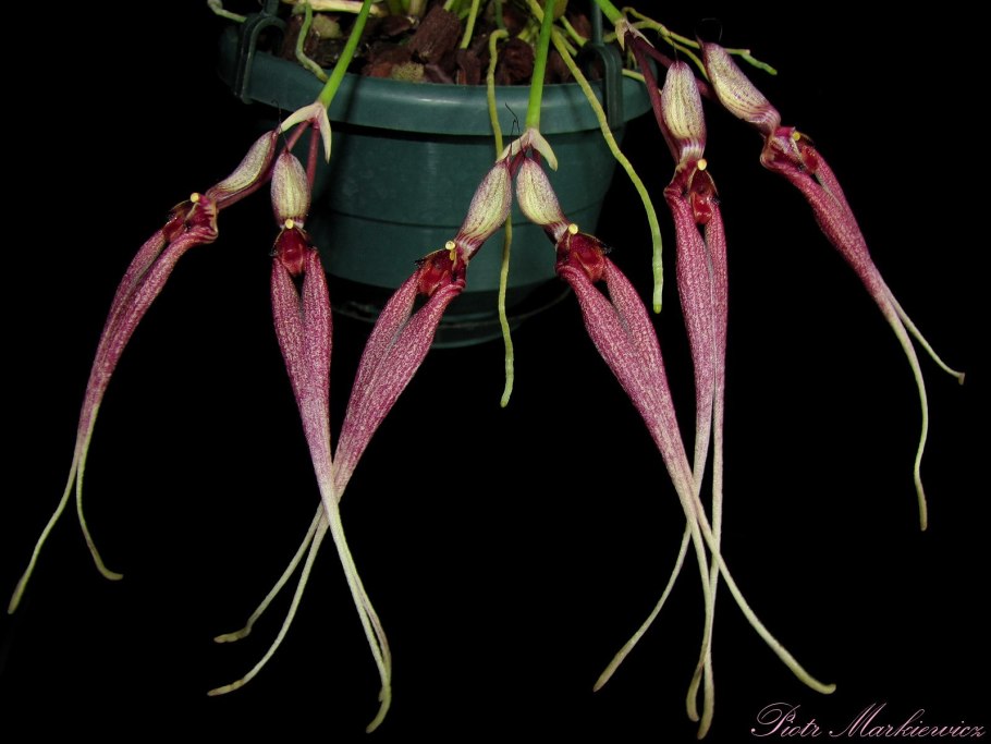 Bulbophyllum Louis Sander