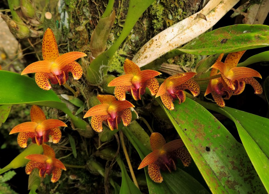 Bulbophyllum wendlandianum