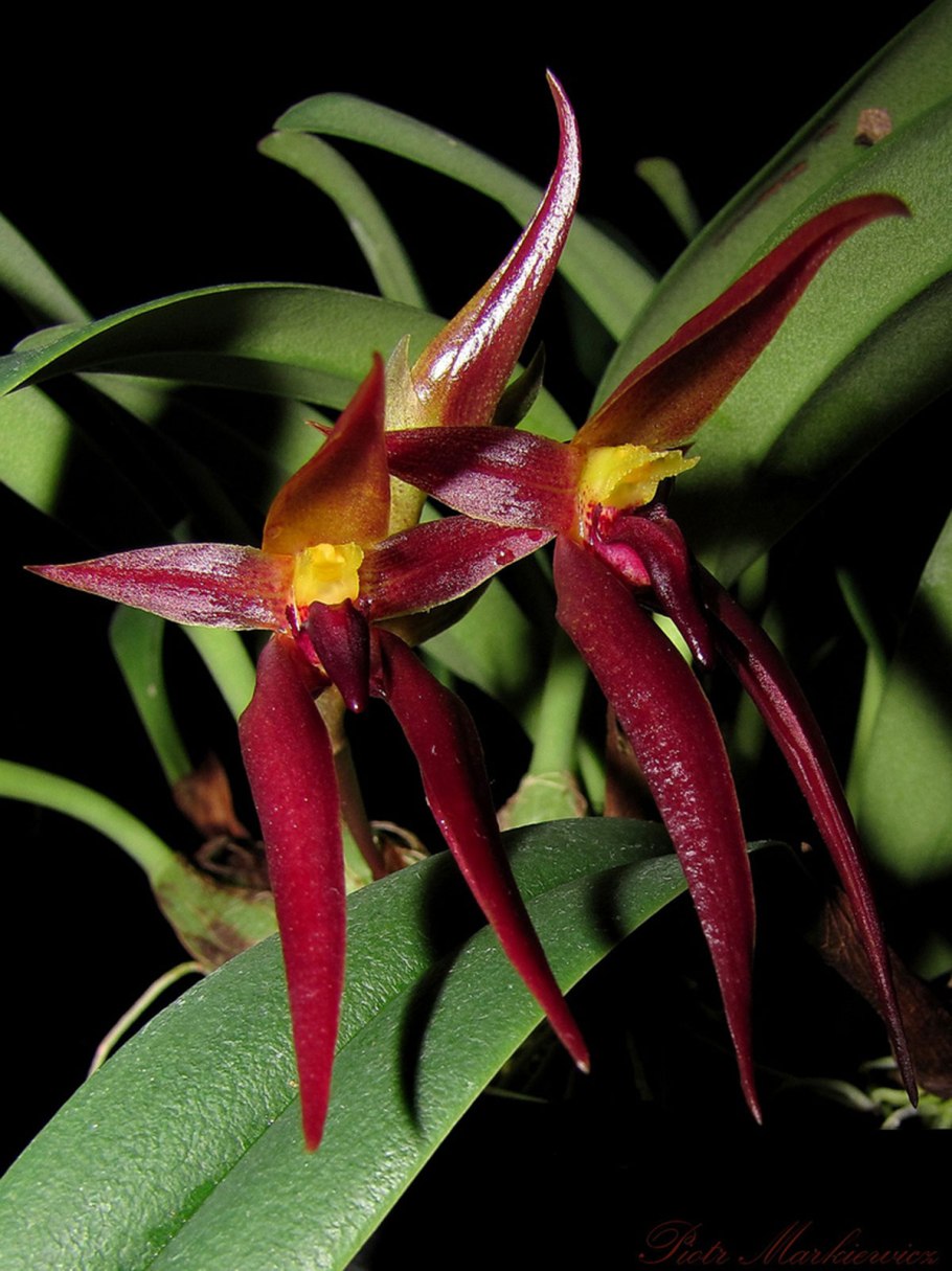 Bulbophyllum vaginatum