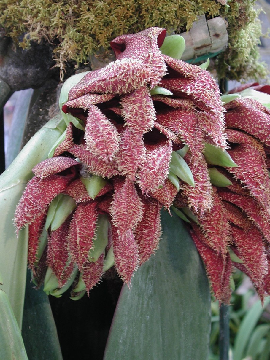 Бульбофиллум Фрости Bulbophyllum frostii