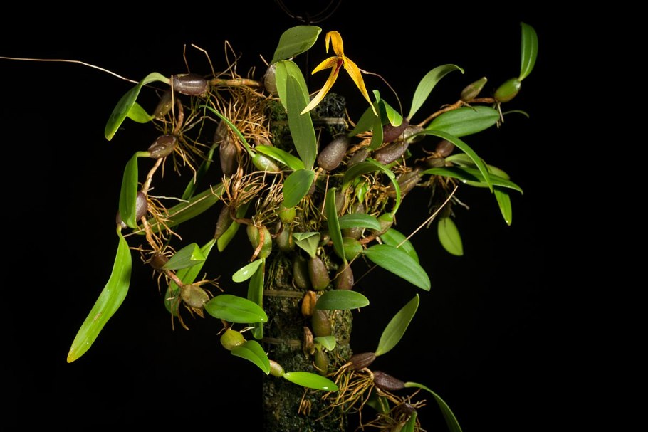 Bulbophyllum khaoyaiensis