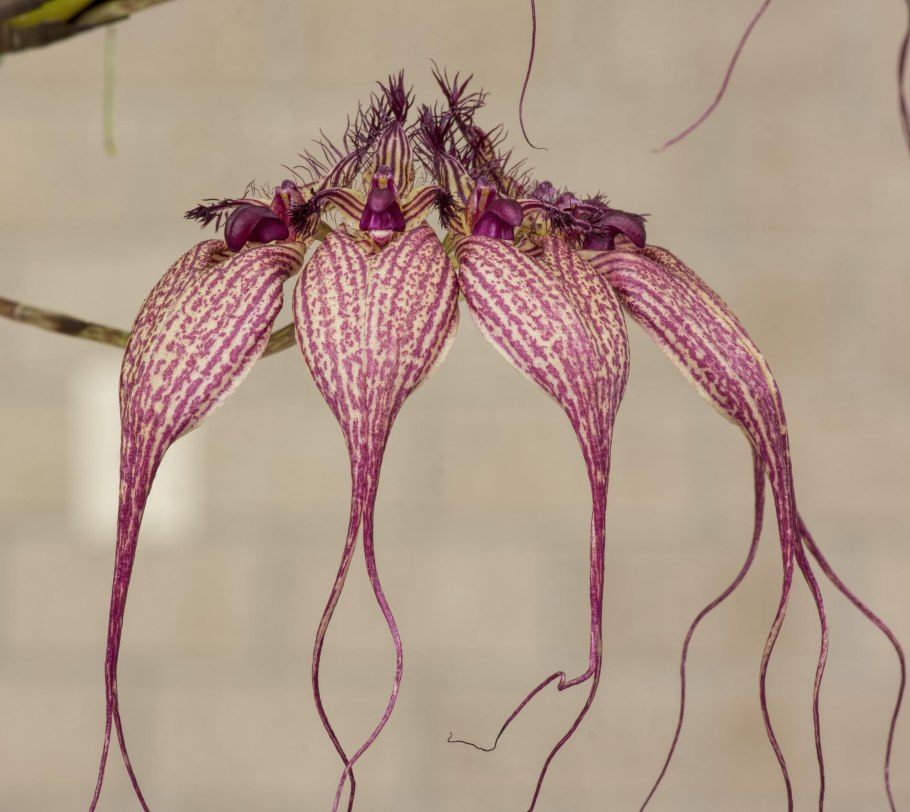 Bulbophyllum rothschildianum