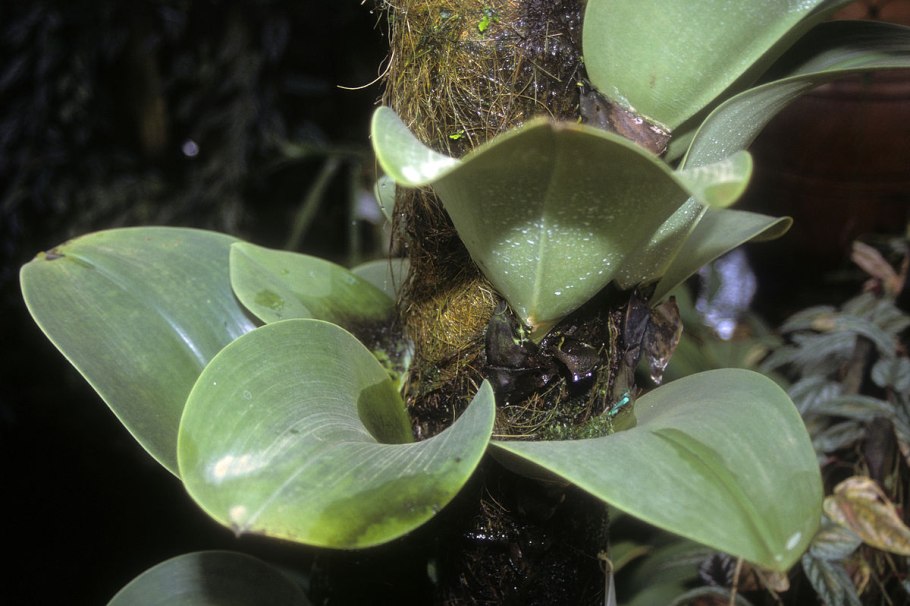 Bulbophyllum pectinatum