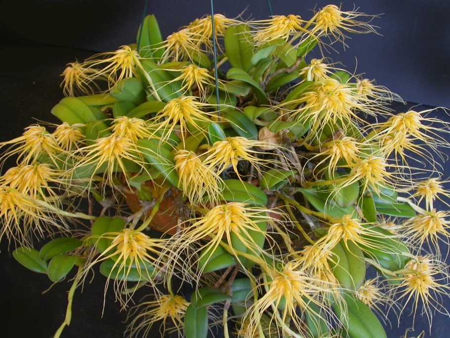 Bulbophyllum Louis Sander
