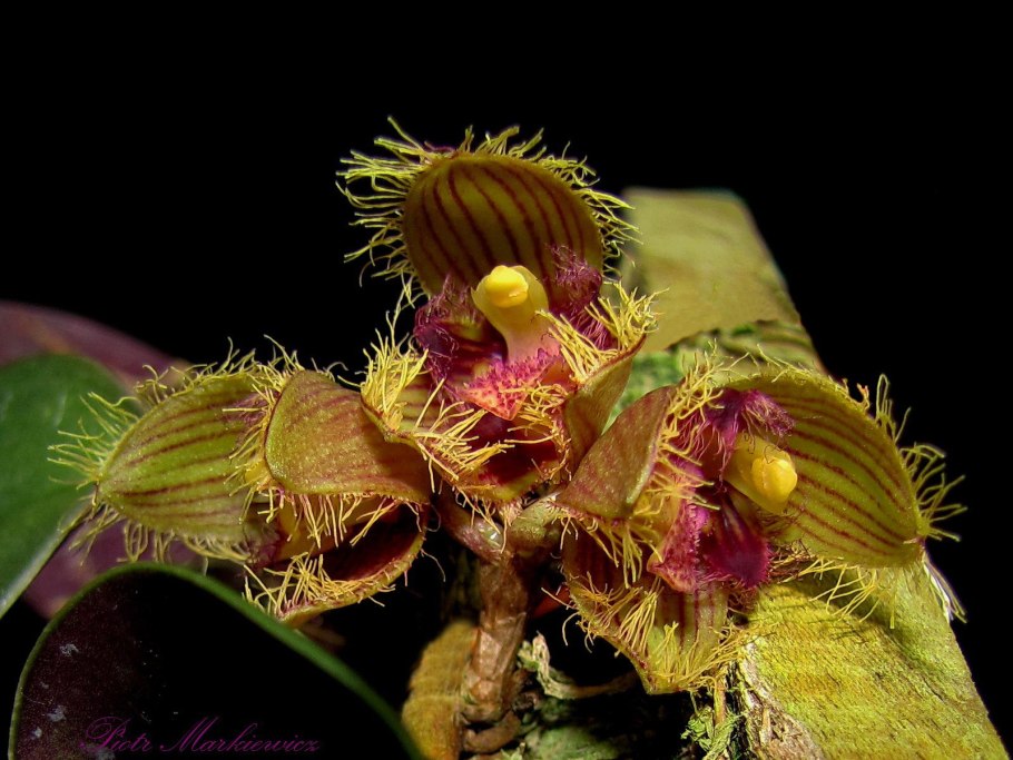 Bulbophyllum wallichii