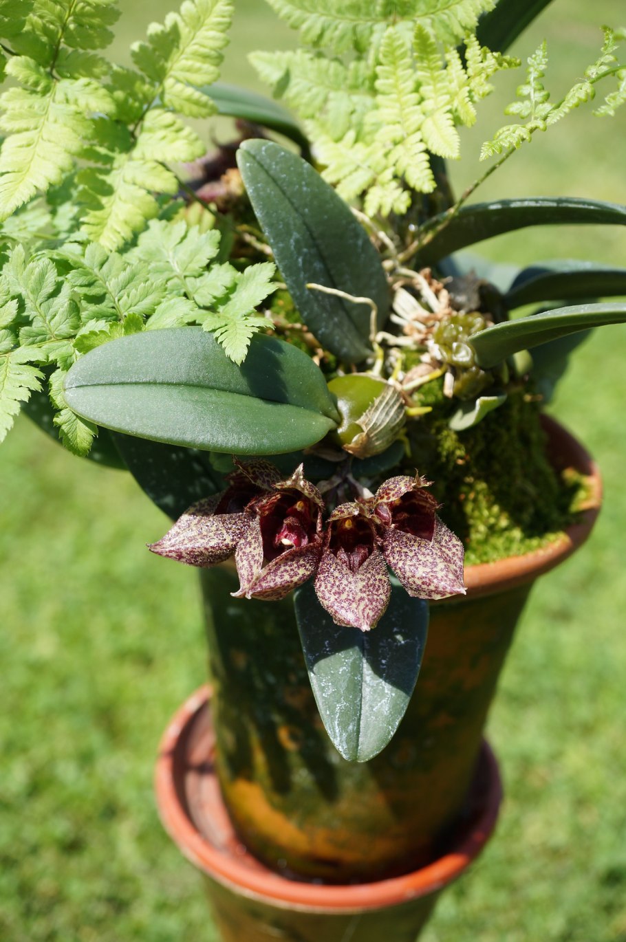 Bulbophyllum biflorum
