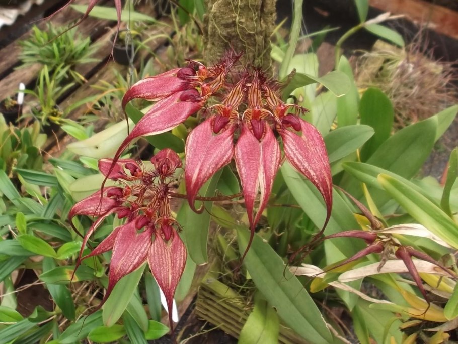 Орхидея Bulbophyllum Medusae