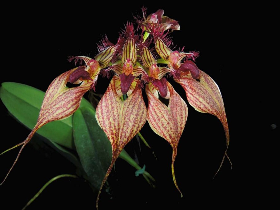Bulbophyllum biflorum