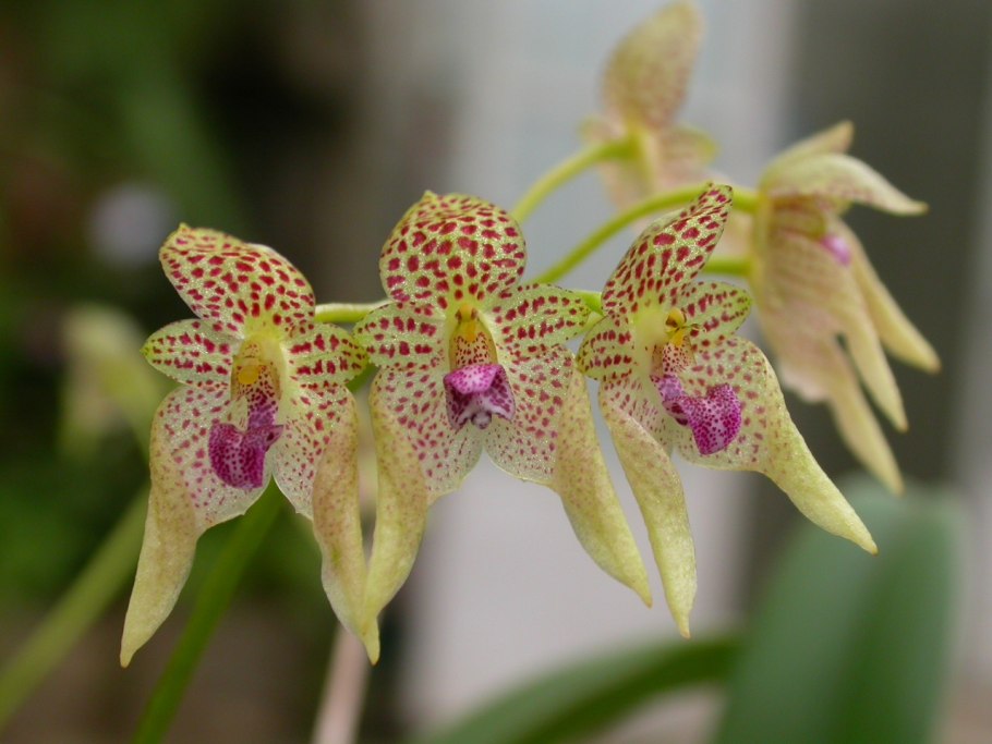 Bulbophyllum putidum